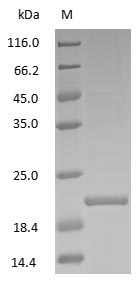 Immobilized Papain protein