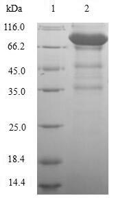 Human LAG3 protein