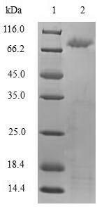 Human TLR2 protein