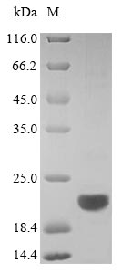 Mouse Ms4a1 protein