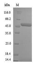 Bacterial apaLIM protein