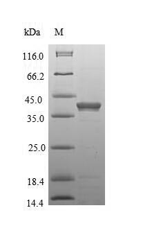 Mouse Antxr1 protein