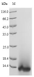 Insect Hirudo nipponia Guamerin protein