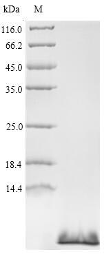 Animal Anemonia sulcata Delta-actitoxin-Avd1c protein