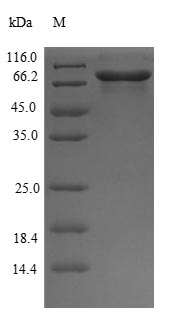 Mouse Gpi protein