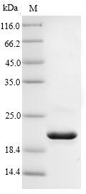 Human IL18 protein