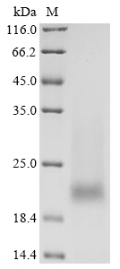 Human PSCA protein