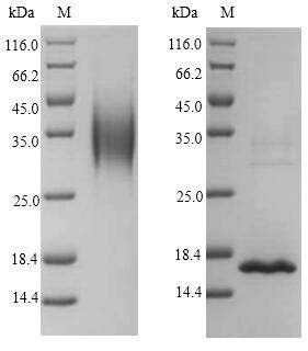 Monkey IL4 protein
