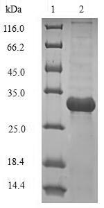 Bacterial bamA protein