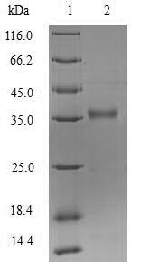 Bacterial lasA protein