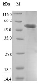 Mouse Cfp protein