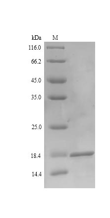 Viral LMP2 protein