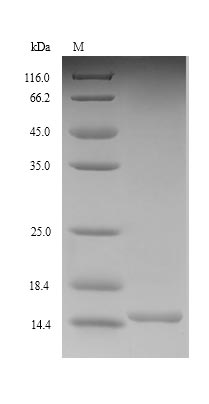Rat Glp1r protein