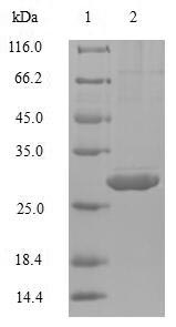 Human IL4 protein