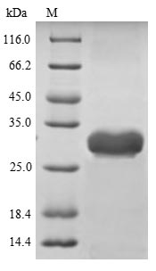 Bacterial entB protein