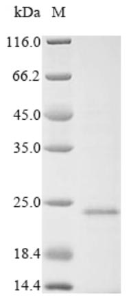 Viral VP3 protein