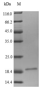 Human LRP4 protein