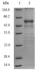 Human ARG1 protein