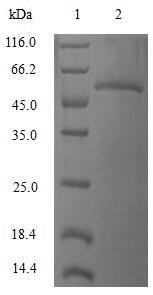 Human RAB4A protein