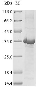 Human DEFA1 protein