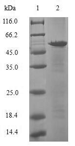 Human ASF1A protein