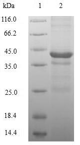 Human H2AFZ protein