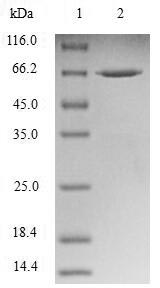 Human NDEL1 protein