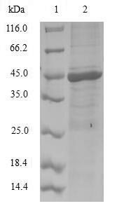 Human NEDD8 protein
