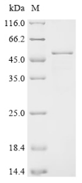 Human RAN protein