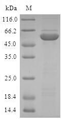 Human ALKBH2 protein