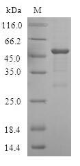 Human ATG10 protein