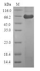Human CAPG protein