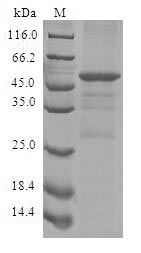 Human CISH protein