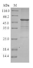 Human DIRAS3 protein