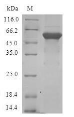Human E2F6 protein