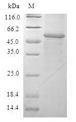 Human GSTA2 protein