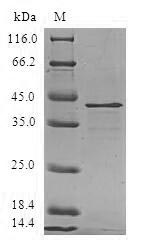 Human LAMTOR3 protein
