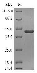 Human POLR1D protein
