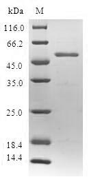 Human SPIN2B protein