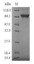 Human SULT2B1 protein
