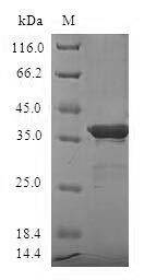 Human SUMO4 protein