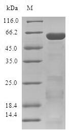 Human ZNF346 protein
