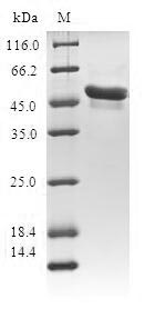 Human AES protein