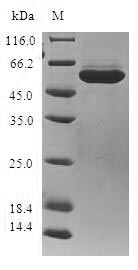 Human AKR1B10 protein