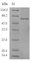 Human ANXA8L2 protein