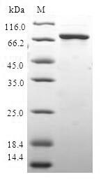 Human HAUS4 protein
