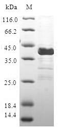 Human CGRP protein