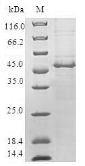 Human CHMP1B protein