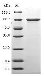 Human HDAC11 protein