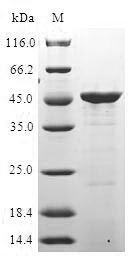 Human IRGM protein